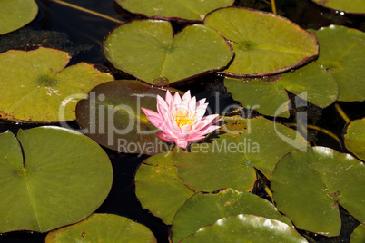 Water lily flower