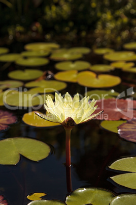 Water lily flower