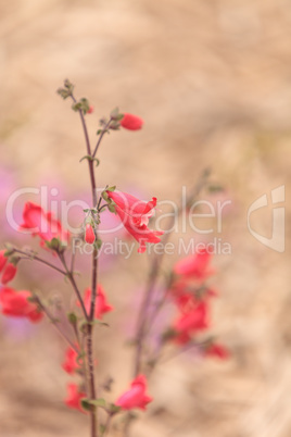 Bright pink desert penstemon flower, Penstemon pseudospectabilis