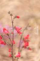 Bright pink desert penstemon flower, Penstemon pseudospectabilis