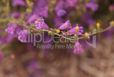 Purple foothill penstemon flower Penstemon heterophyllus