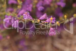 Purple foothill penstemon flower Penstemon heterophyllus
