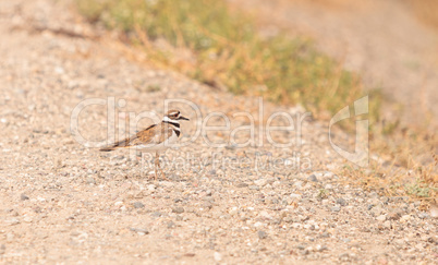 Killdeer shorebird Charadrius vociferous