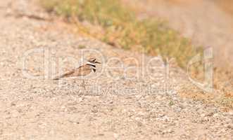 Killdeer shorebird Charadrius vociferous