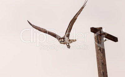 Osprey bird, Pandion haliaetus