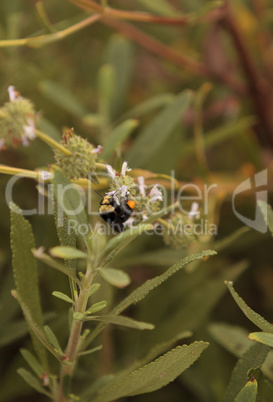 Black and yellow Western Bumble bee Bombus occidentalis