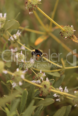 Black and yellow Western Bumble bee Bombus occidentalis