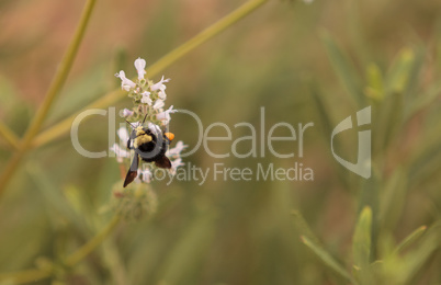 Black and yellow Western Bumble bee Bombus occidentalis