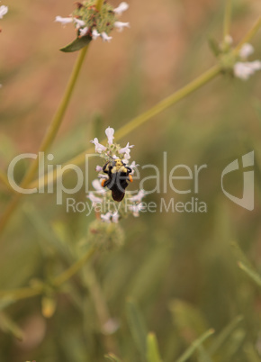 Black and yellow Western Bumble bee Bombus occidentalis