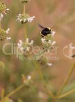 Black and yellow Western Bumble bee Bombus occidentalis