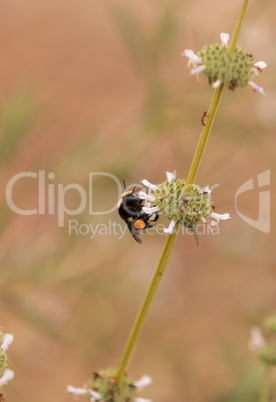 Black and yellow Western Bumble bee Bombus occidentalis