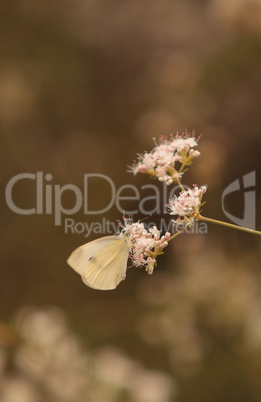 White cabbage butterfly Pieris rapae
