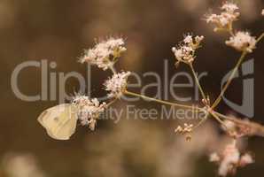 White cabbage butterfly Pieris rapae