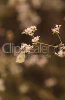 White cabbage butterfly Pieris rapae