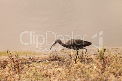 White faced ibis, Plegadis chihi