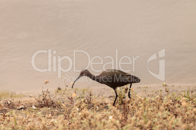 White faced ibis, Plegadis chihi