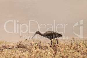 White faced ibis, Plegadis chihi