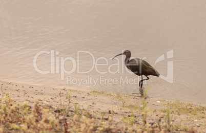 White faced ibis, Plegadis chihi