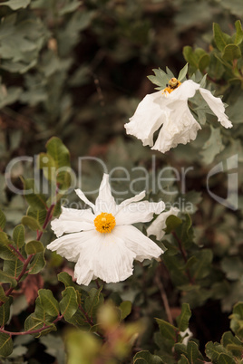 Large white Matilija Poppy Romneya flower