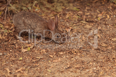 Juvenile rabbit, Sylvilagus bachmani