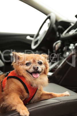 Pomeranian and Chihuahua mix dog