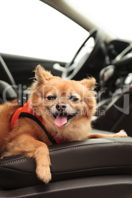 Pomeranian and Chihuahua mix dog