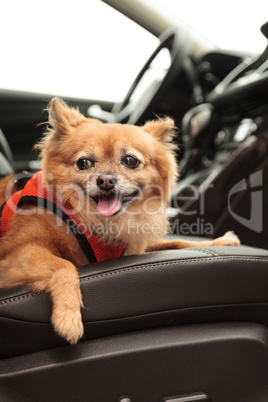 Pomeranian and Chihuahua mix dog