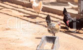 chickens on a farm