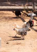chickens on a farm