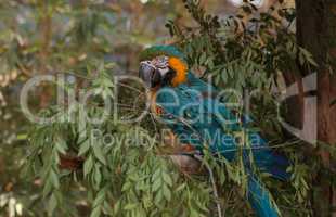 Blue and yellow Macaw parrot