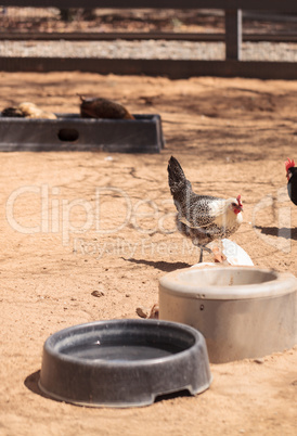 chickens on a farm