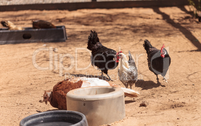 chickens on a farm