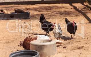 chickens on a farm