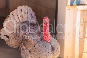 Domestic turkey bird Meleagris gallopavo