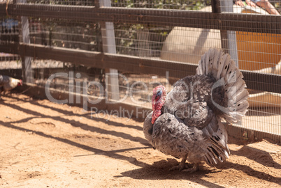 Domestic turkey bird Meleagris gallopavo