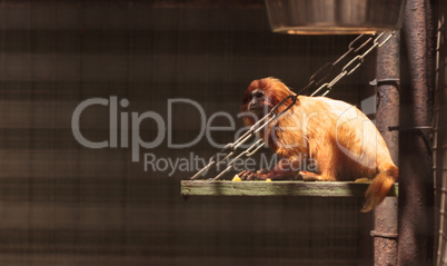 Golden Lion Tamarin Leontopithecus rosalia monkey