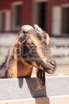 Curious Oberhasli goat Capra aegagrus hircus