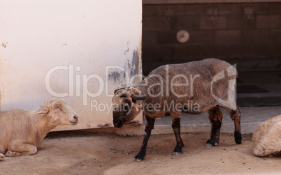 Karakul sheep Oveja karakul