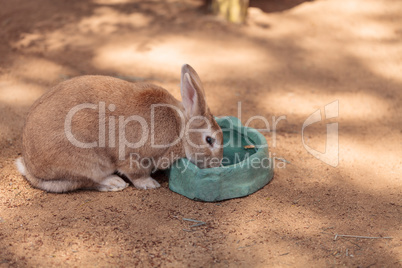 Pet domestic rabbit eats from a bowl