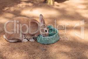 Pet domestic rabbit eats from a bowl