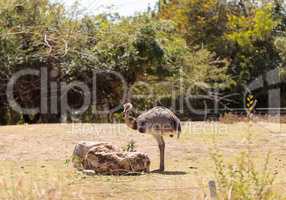 Greater Rhea Americana Nandu bird