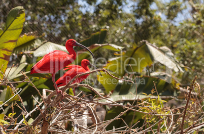 Scarlet ibis, Eudocimus ruber