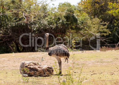 Greater Rhea Americana Nandu bird