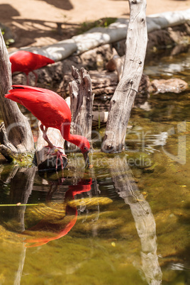 Scarlet ibis, Eudocimus ruber