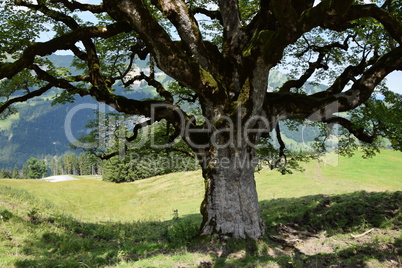 Baum bei Mellau