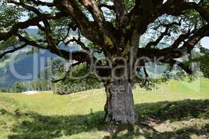 Baum bei Mellau