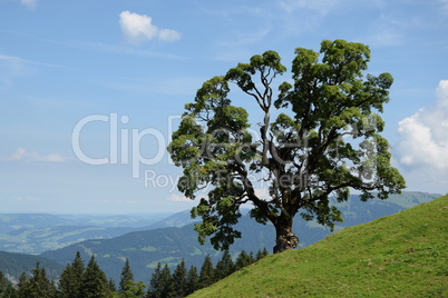 Baum bei Mellau