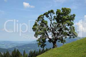 Baum bei Mellau