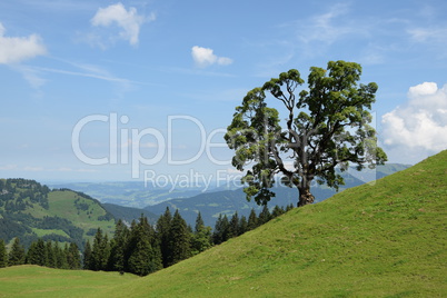 Baum bei Mellau