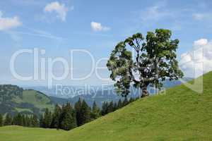 Baum bei Mellau